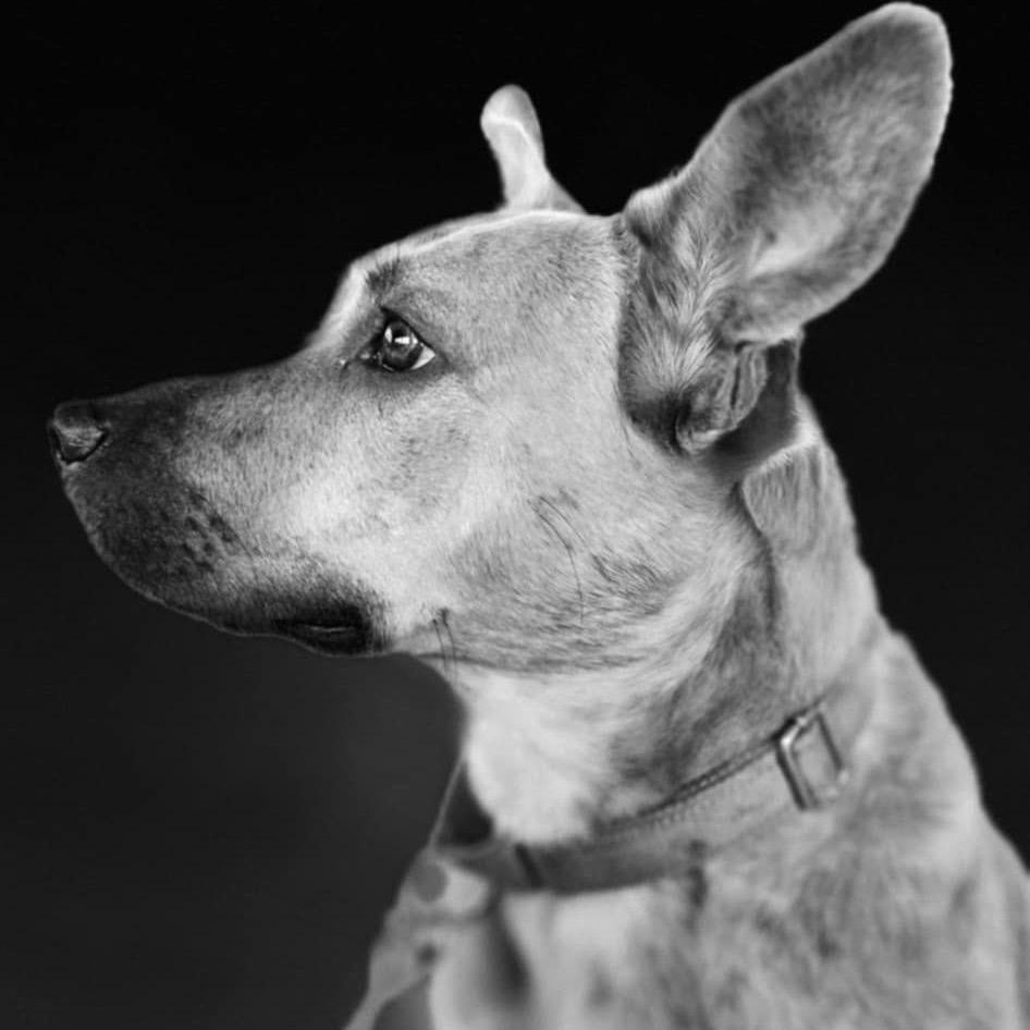 Enlarge Linda Belcher, a Adoptable mixed breed in St. Peters, MO image 4/5