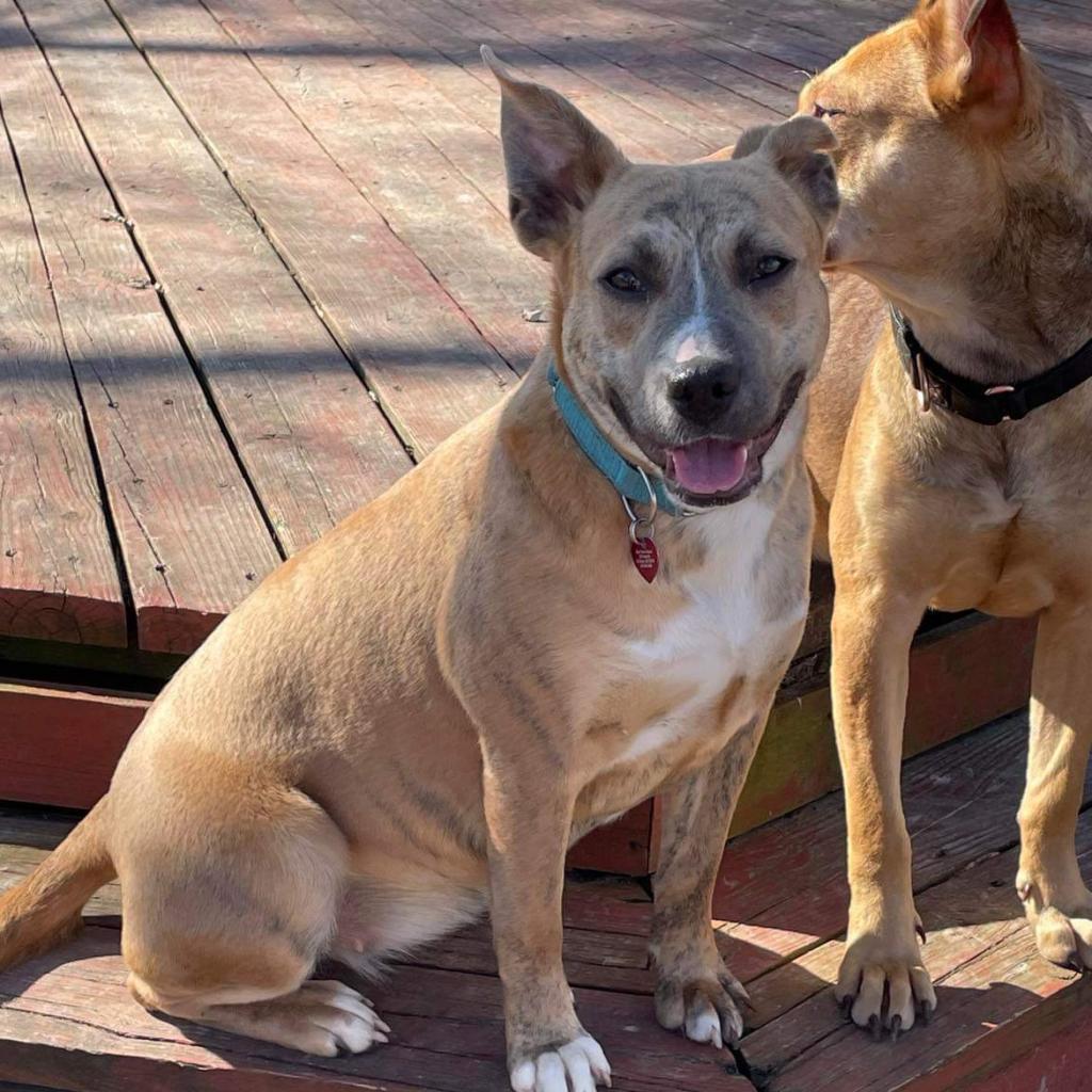 Linda Belcher, a Adoptable mixed breed in St. Peters, MO image 4/6
