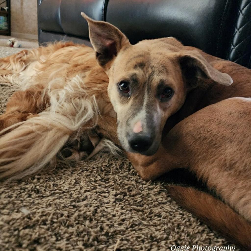 Linda Belcher, a Adoptable mixed breed in St. Peters, MO image 5/6