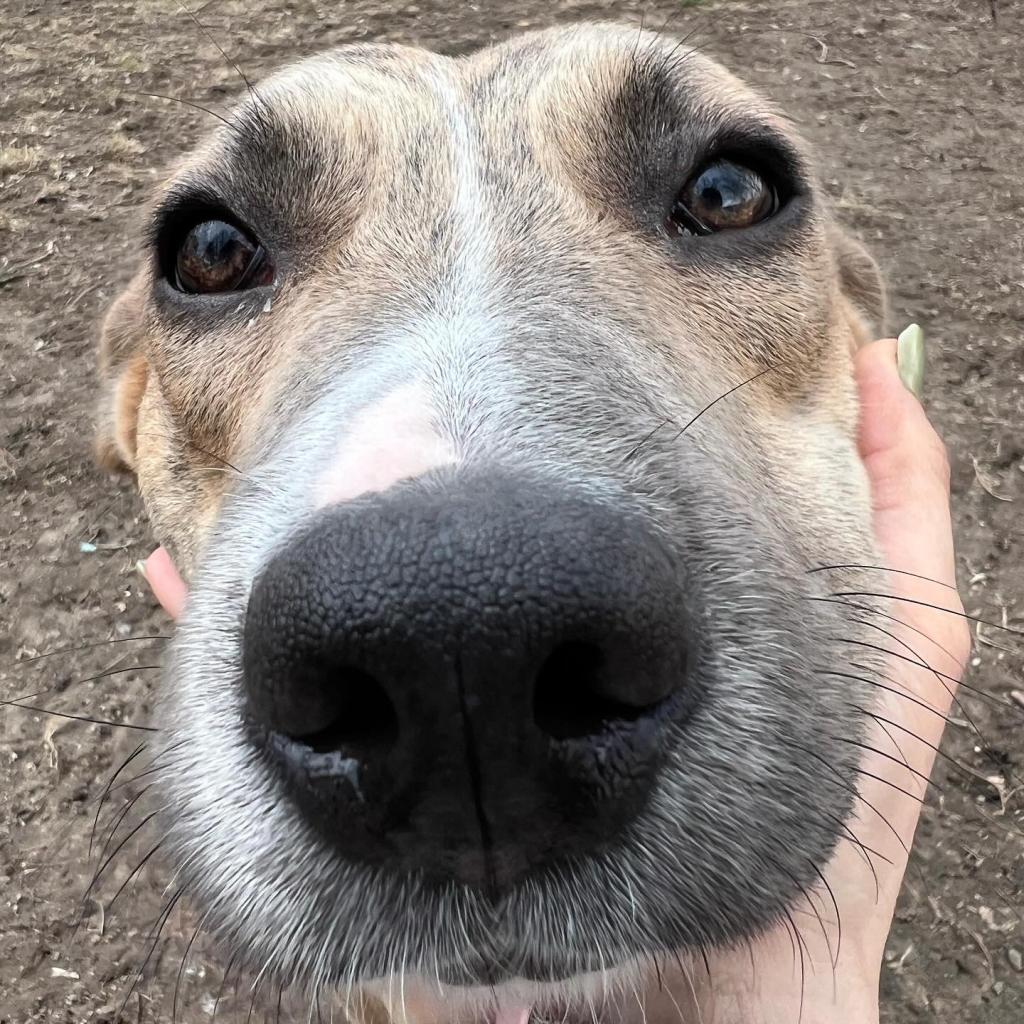 Linda Belcher, a Adoptable mixed breed in St. Peters, MO image 6/6