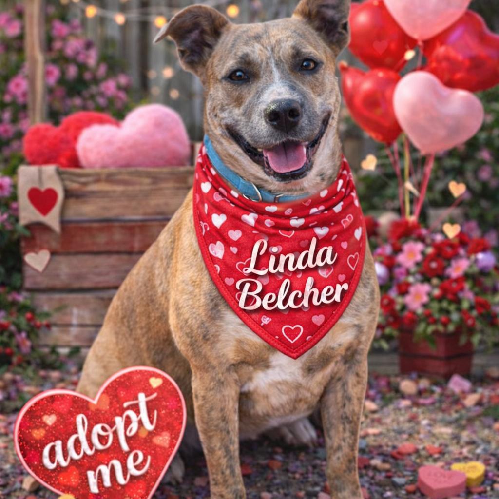 Linda Belcher, a Adoptable mixed breed in St. Peters, MO image 6/6
