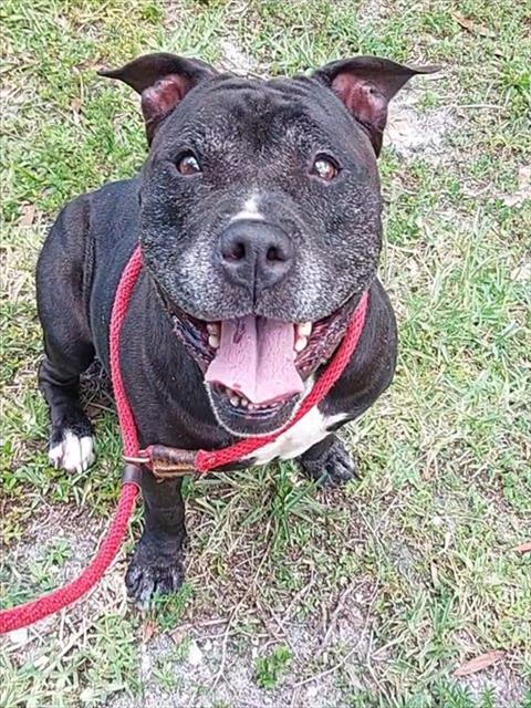 Enlarge TATUM, a Adoptable American Staffordshire Terrier in Fort Lauderdale, FL image 1/1