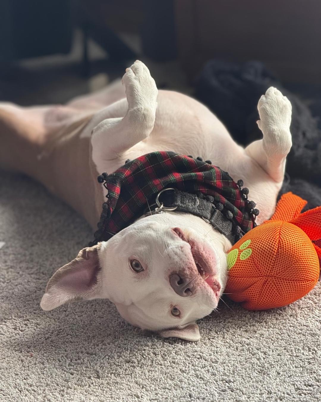 Enlarge Rosie, a Adoptable Pit Bull Terrier in Mechanicsburg, PA image 6/6