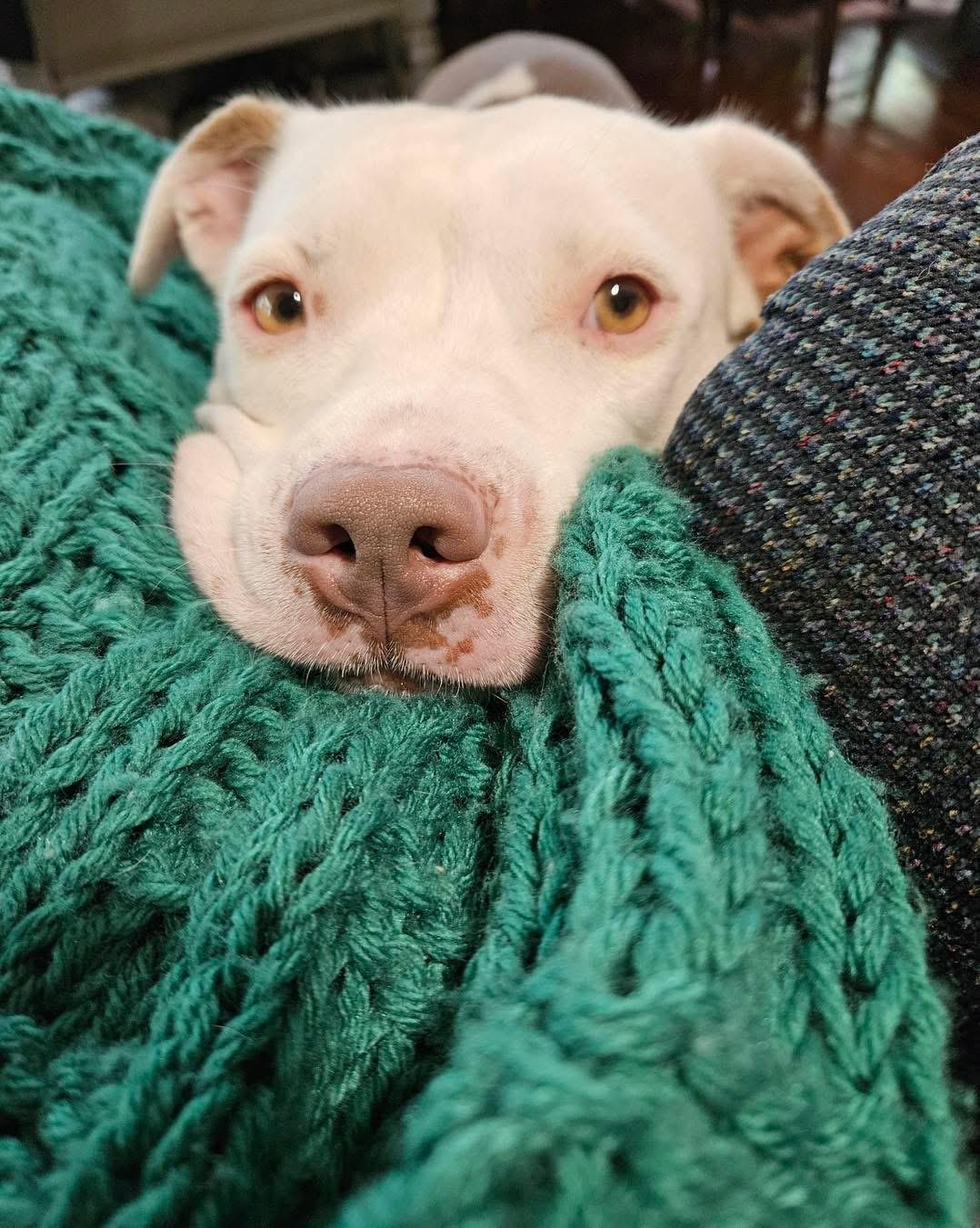 Enlarge Rosie, a Adoptable Pit Bull Terrier in Mechanicsburg, PA image 4/6