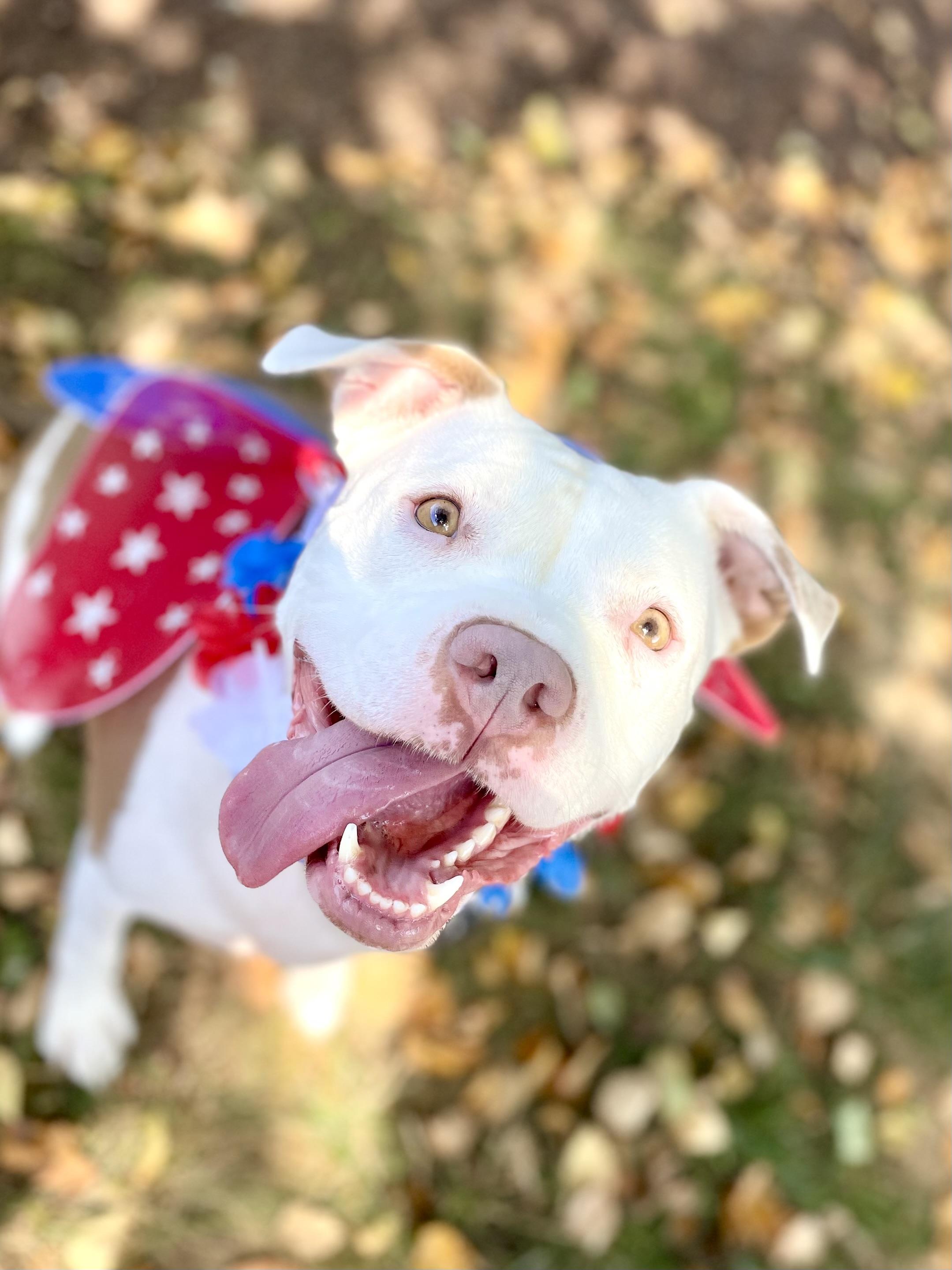 Enlarge Rosie, a Adoptable Pit Bull Terrier in Mechanicsburg, PA image 1/6