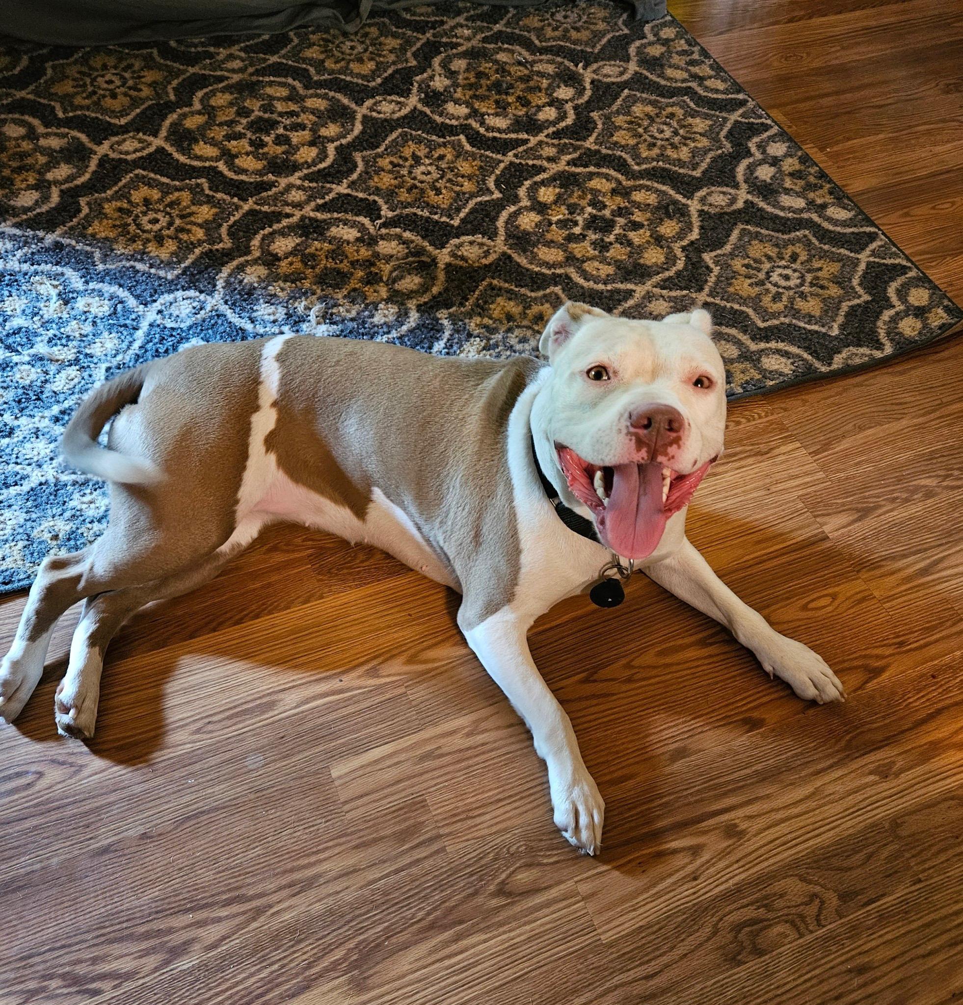 Enlarge Rosie, a Adoptable Pit Bull Terrier in Mechanicsburg, PA image 5/6