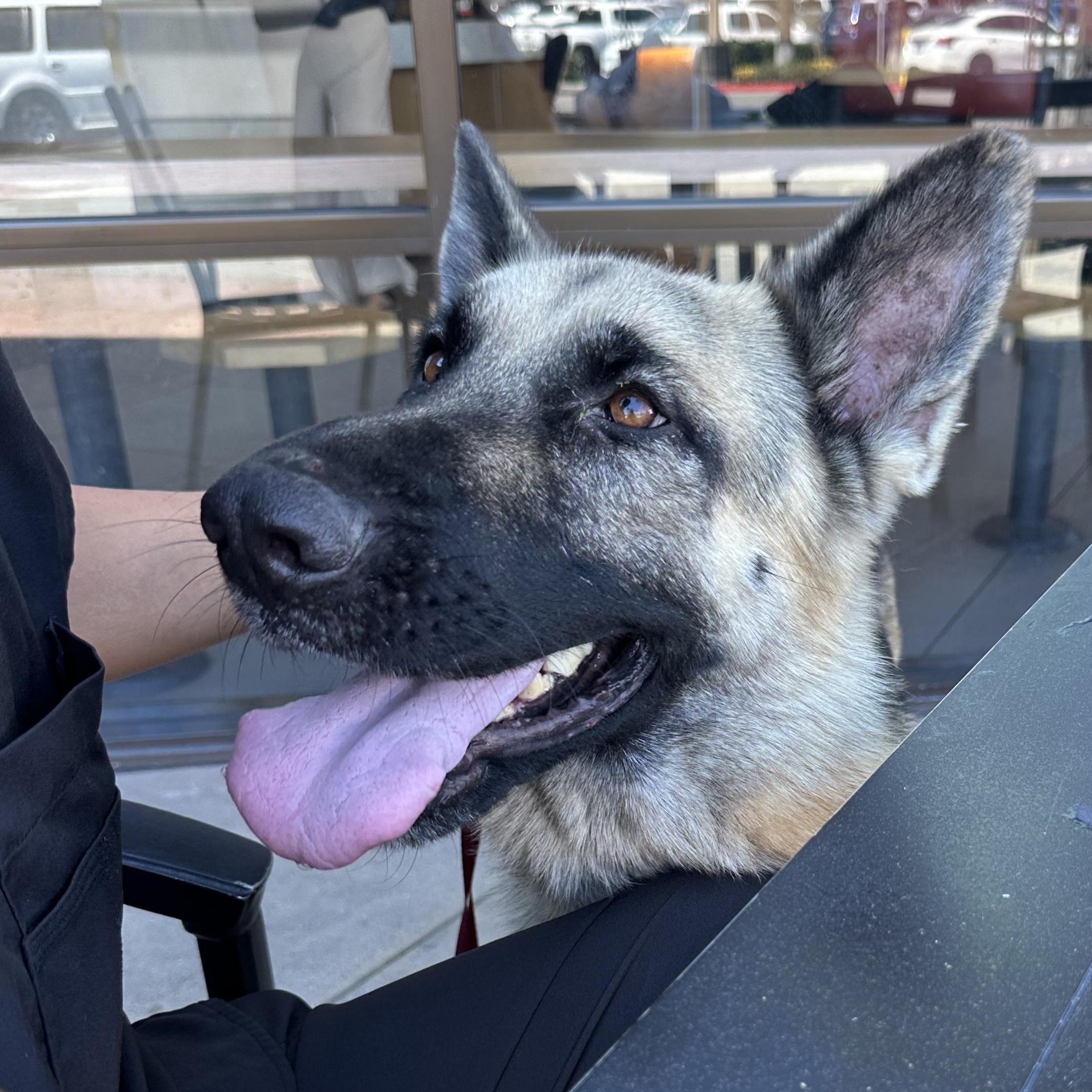 Enlarge Diego, a Adopted mixed breed in Winchester, CA image 2/4