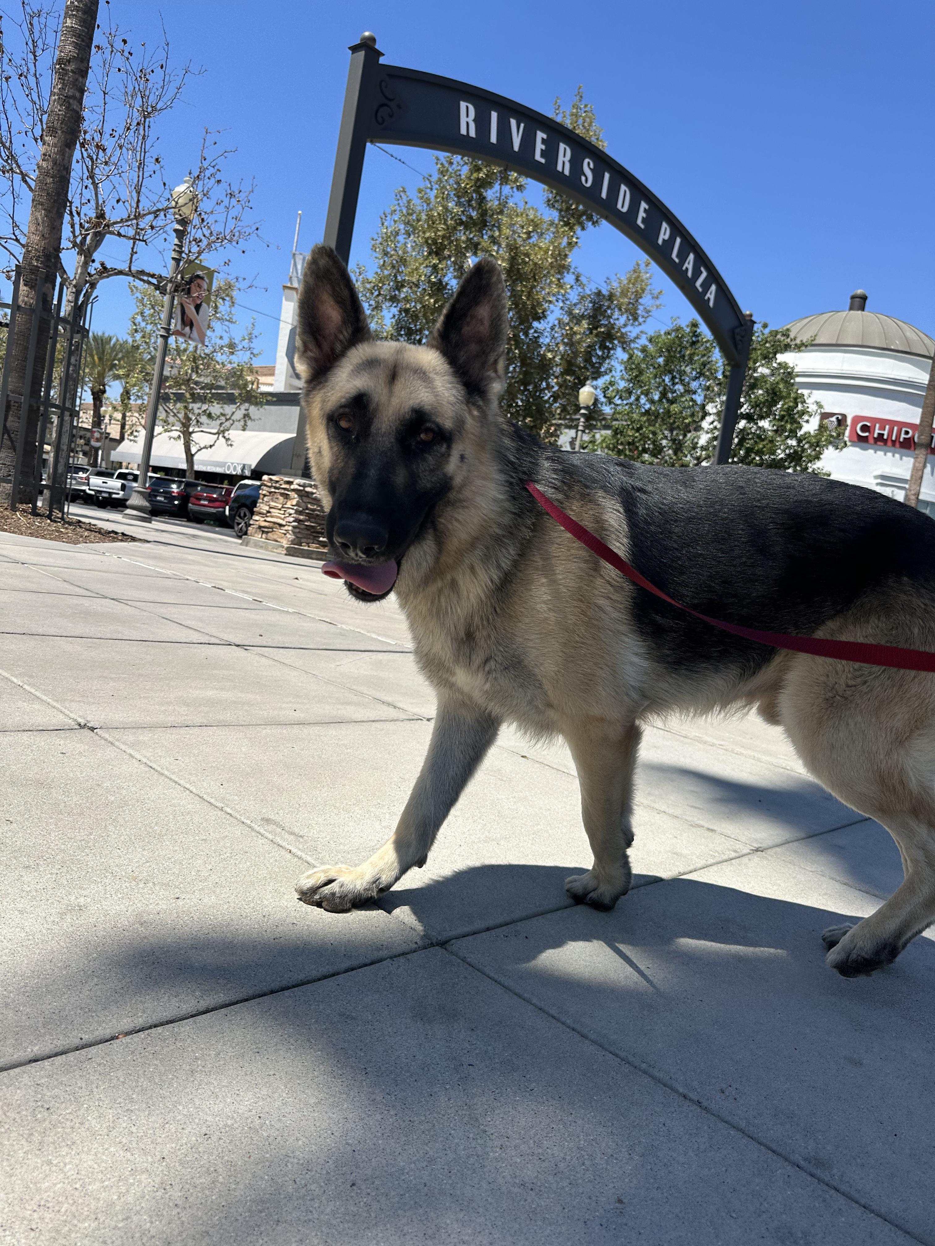 Enlarge Diego, a Adopted mixed breed in Winchester, CA image 1/4
