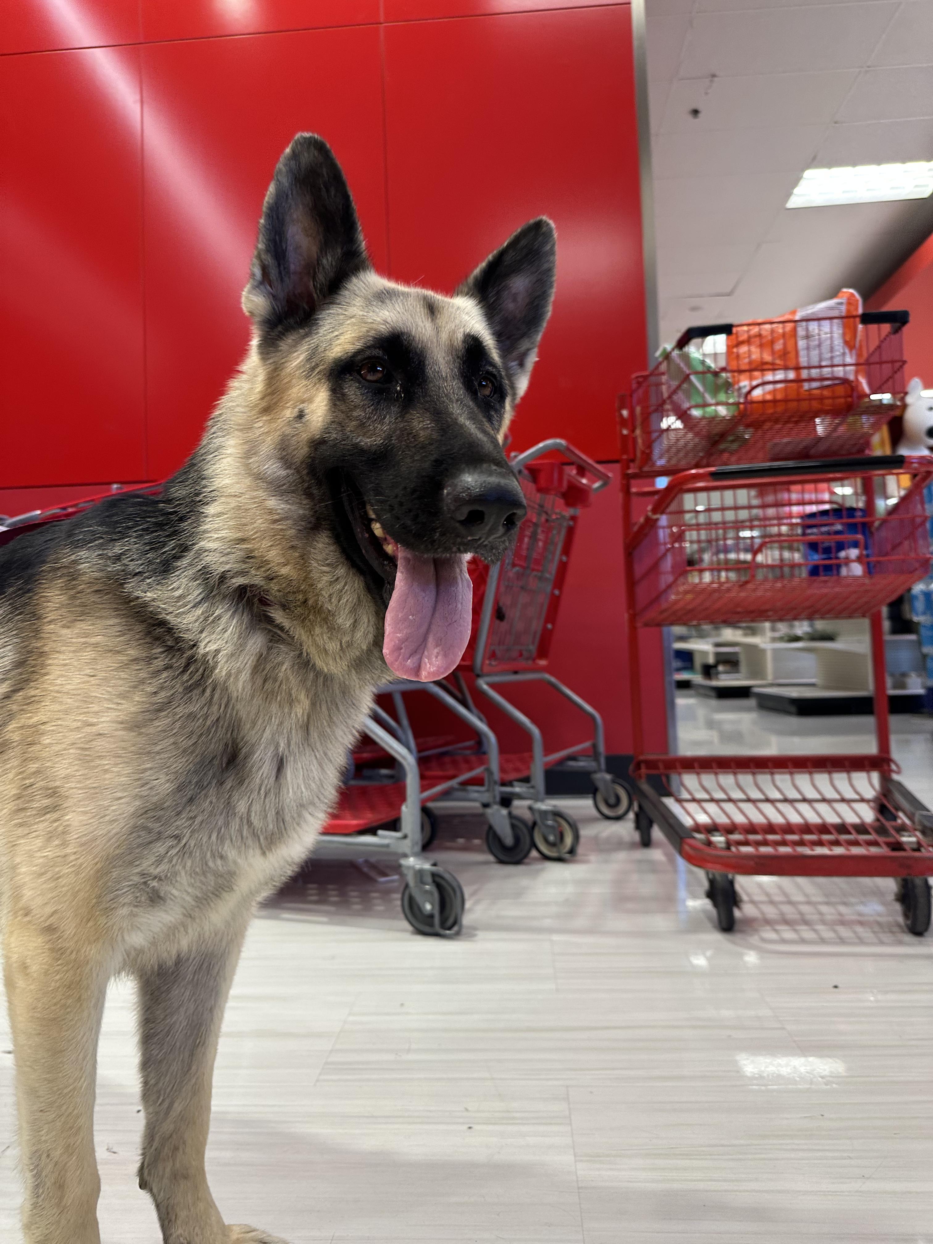 Enlarge Diego, a Adopted mixed breed in Winchester, CA image 3/4