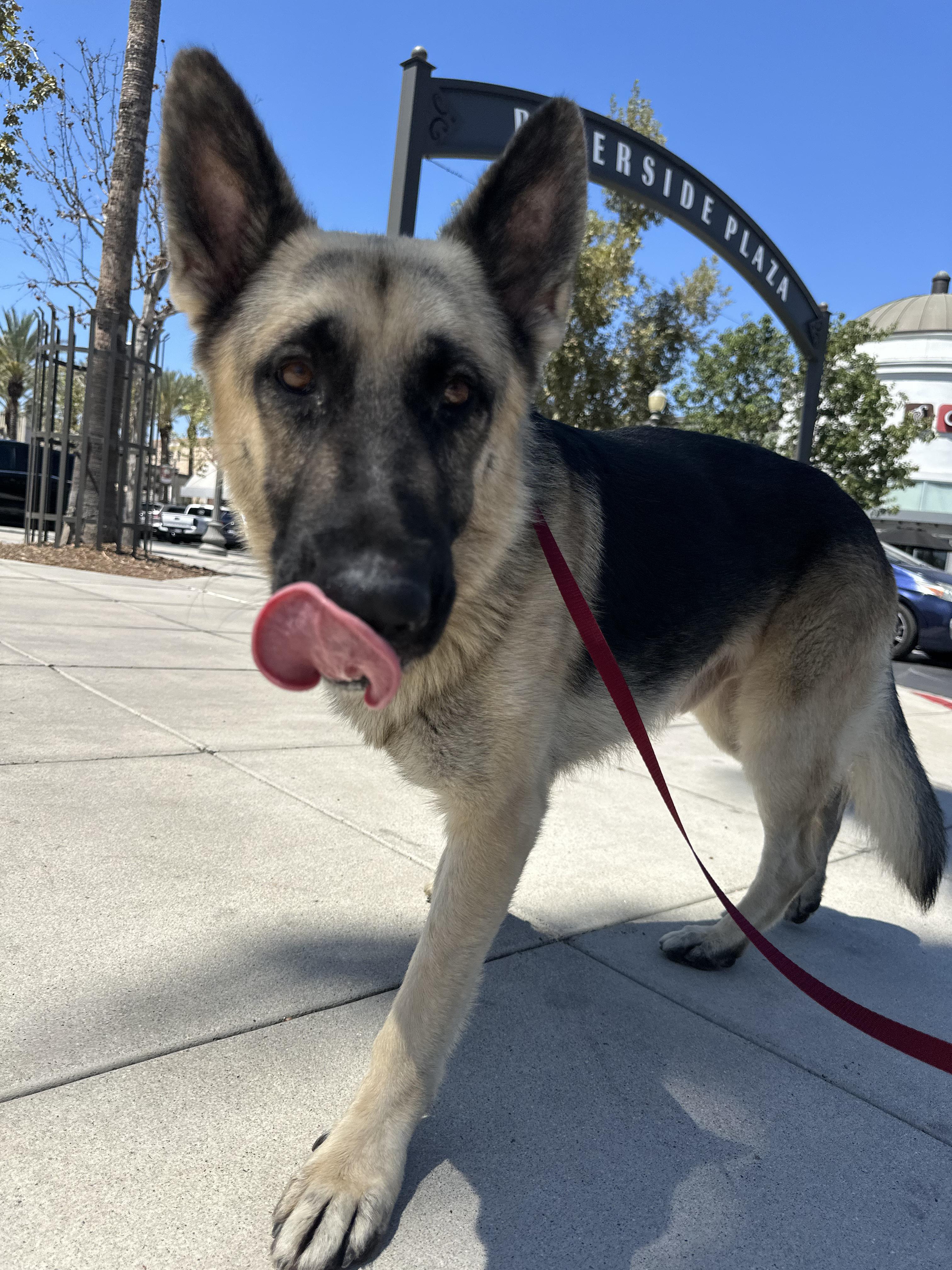Enlarge Diego, a Adopted mixed breed in Winchester, CA image 4/4