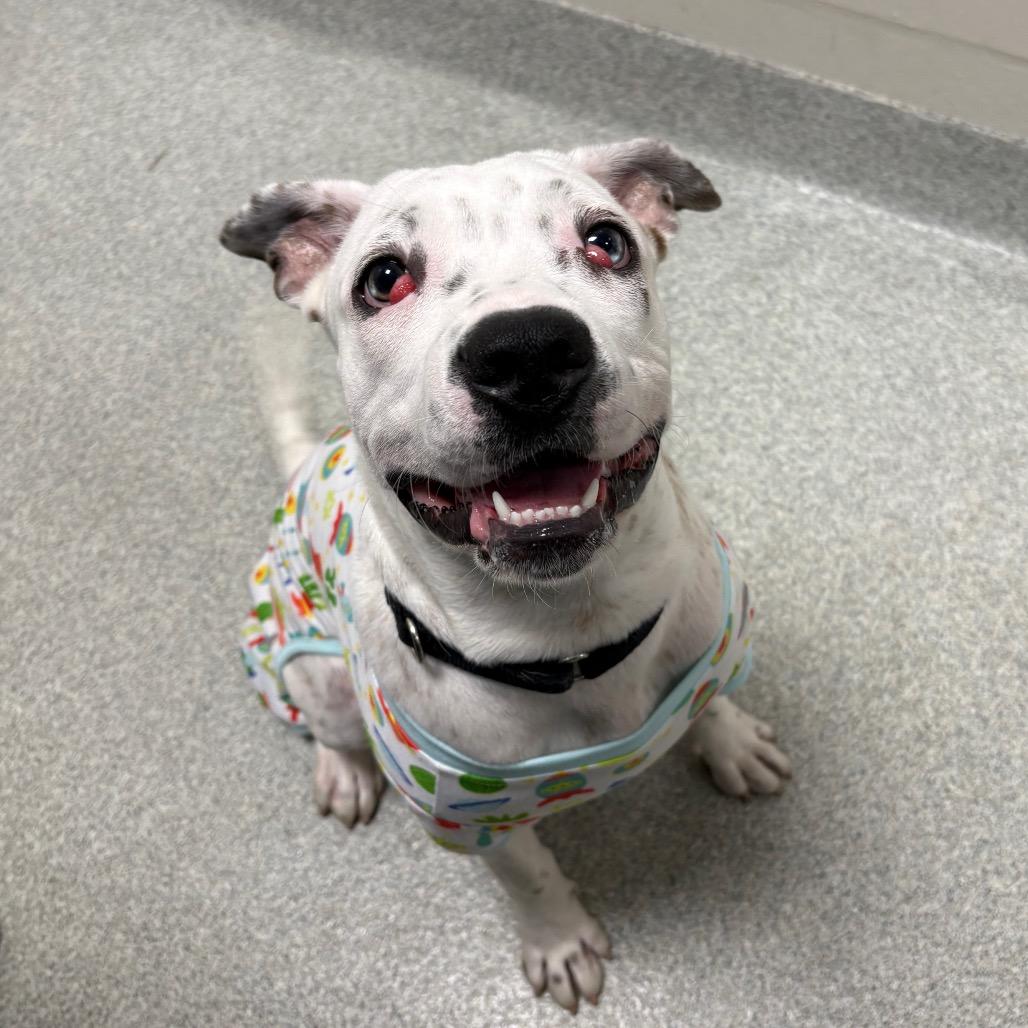 Freckles — thumbnail 4