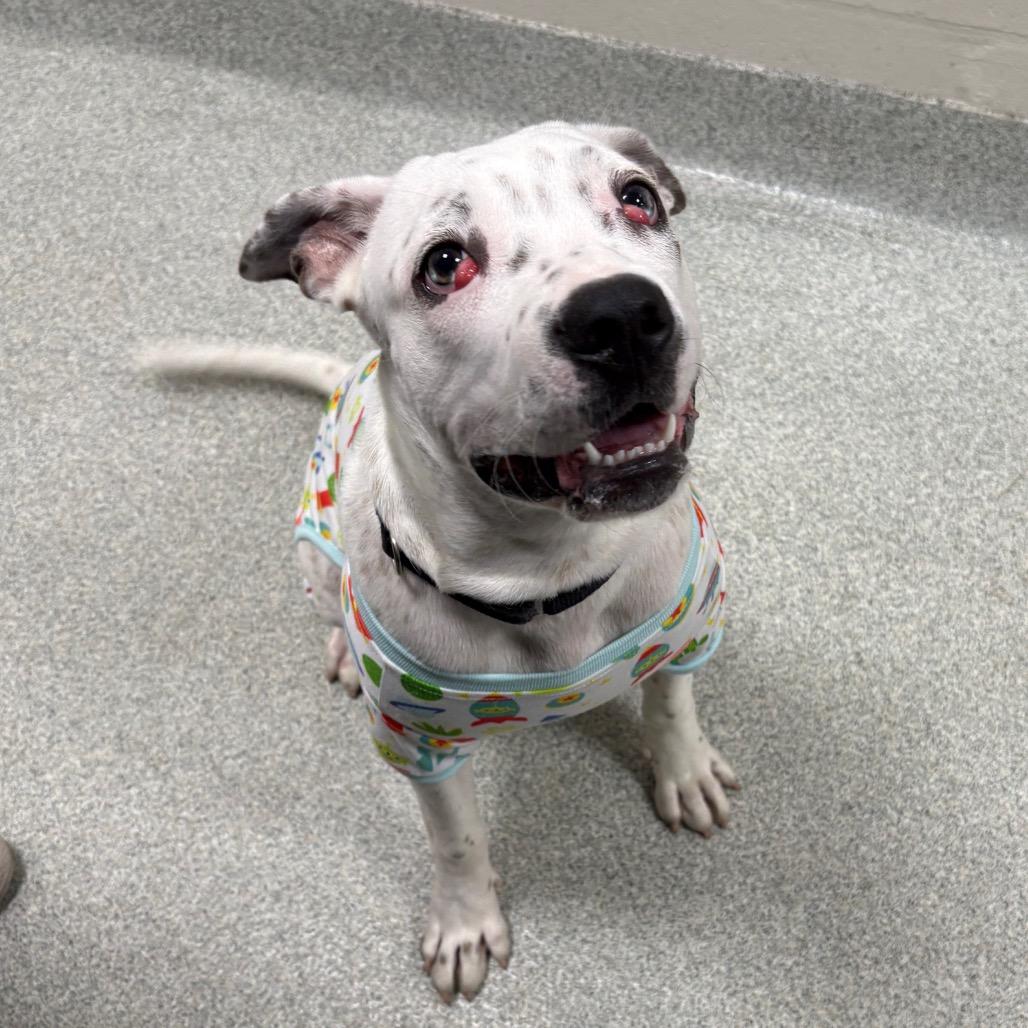 Freckles — thumbnail 6