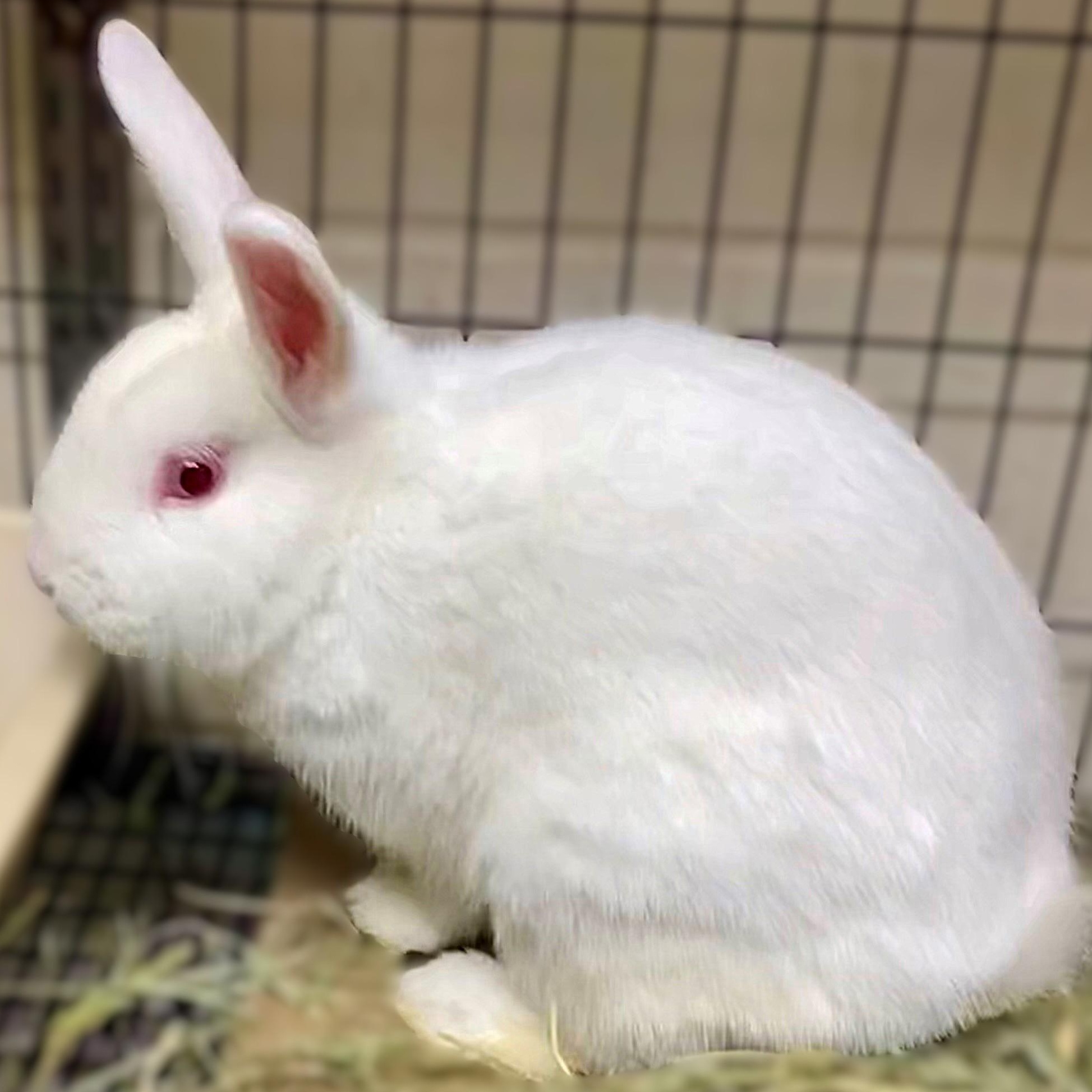 Enlarge Storm- #48385, a Adoptable American in Columbia, MD image 2/2