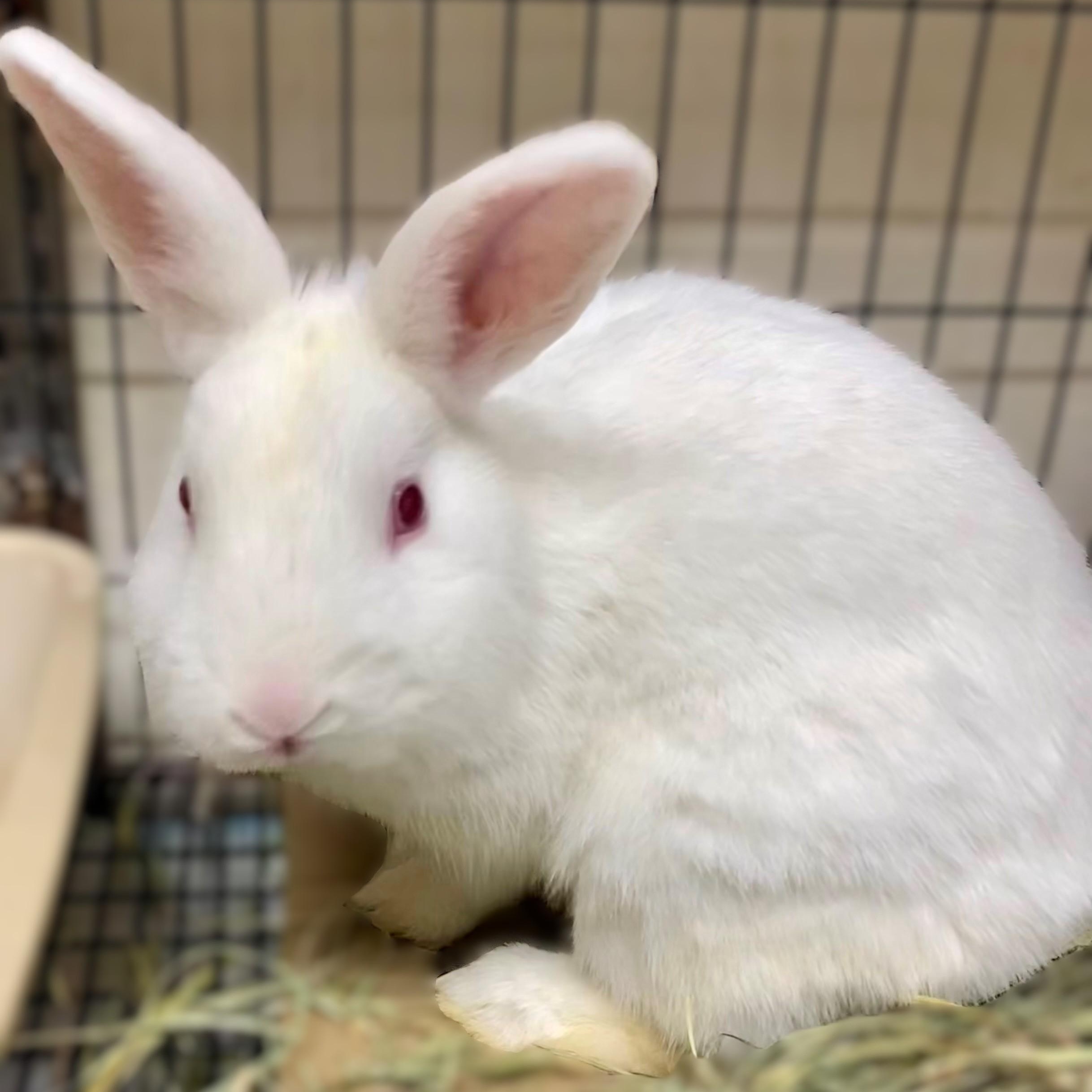 Enlarge Storm- #48385, a Adoptable American in Columbia, MD image 1/2