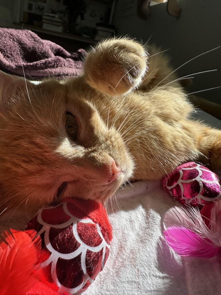 Enlarge Lucky Penny, an adopted Domestic Short Hair in Los Angeles, CA image 2/6