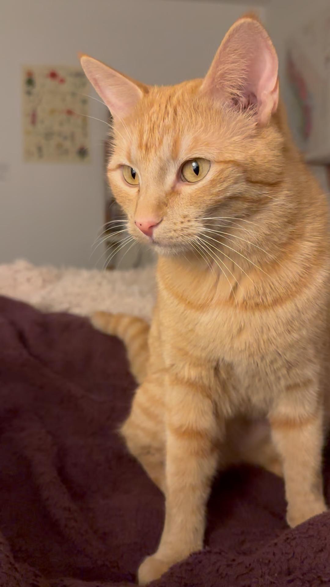 Enlarge Lucky Penny, an adopted Domestic Short Hair in Los Angeles, CA image 3/6