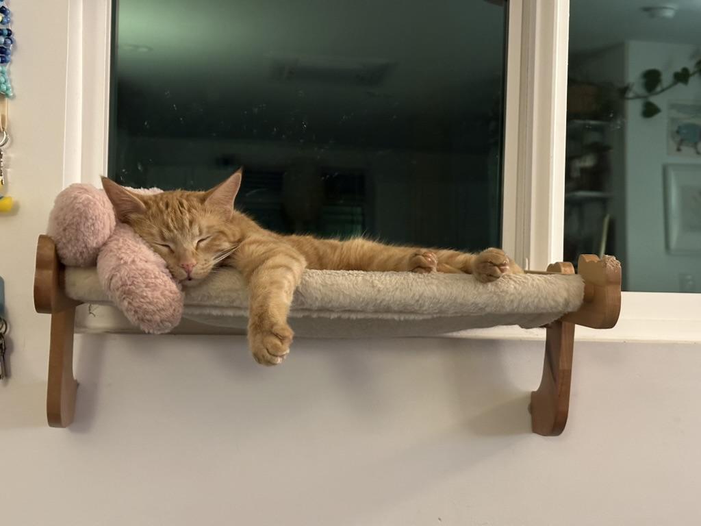 Enlarge Lucky Penny, an adopted Domestic Short Hair in Los Angeles, CA image 5/6