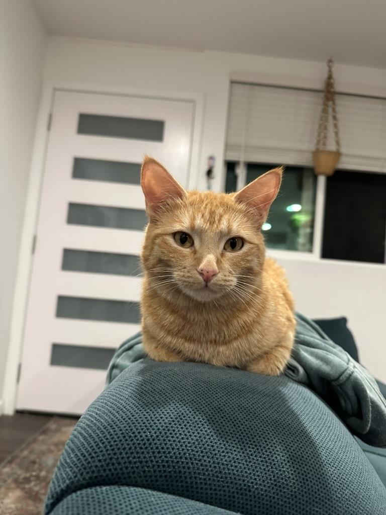 Enlarge Lucky Penny, an adopted Domestic Short Hair in Los Angeles, CA image 6/6
