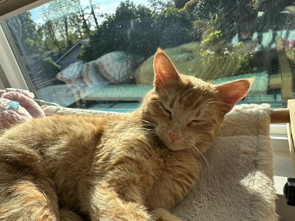 Lucky Penny, adopted, Young Female Domestic Short Hair.