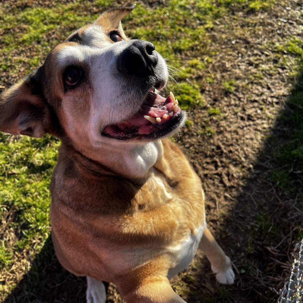 Enlarge Darlin*AVAILABLE IN FOSTER*, a Adoptable Mixed Breed in Columbiana, AL image 1/6