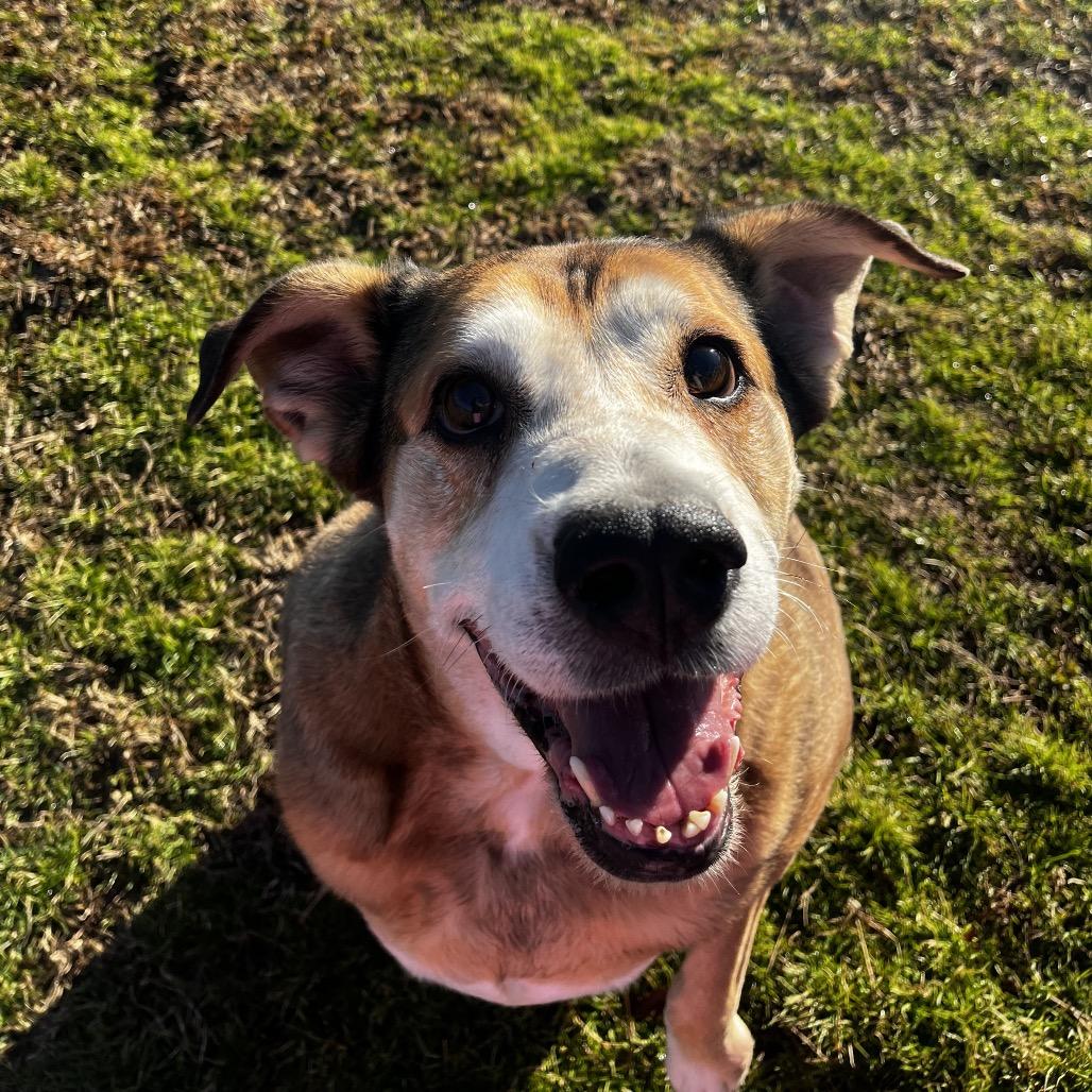 Enlarge Darlin*AVAILABLE IN FOSTER*, a Adoptable Mixed Breed in Columbiana, AL image 2/6