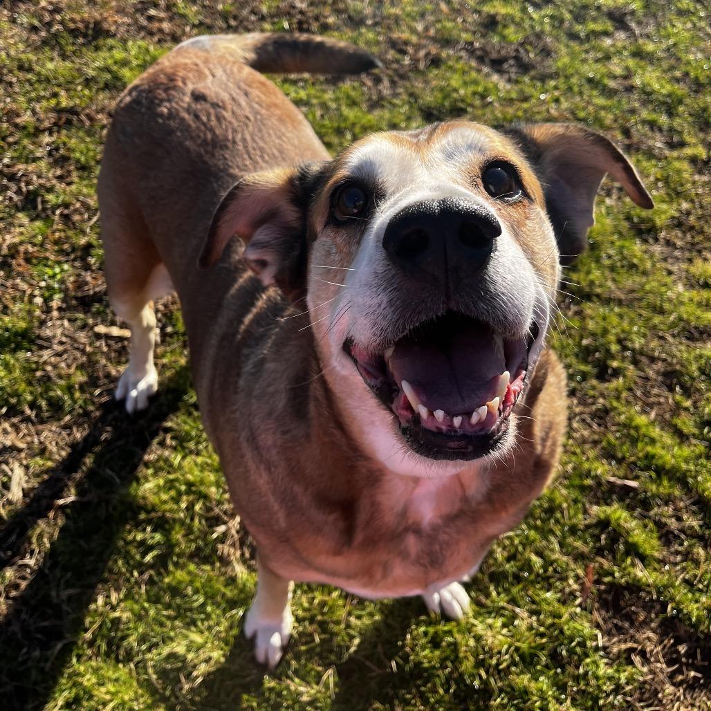 Enlarge Darlin*AVAILABLE IN FOSTER*, a Adoptable Mixed Breed in Columbiana, AL image 3/6