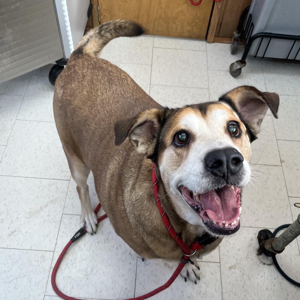 Enlarge Darlin*AVAILABLE IN FOSTER*, a Adoptable Mixed Breed in Columbiana, AL image 4/6