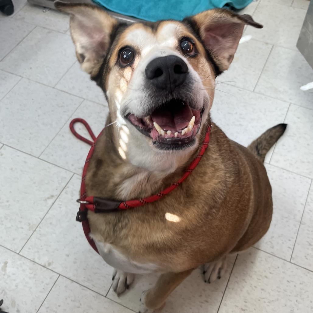 Enlarge Darlin*AVAILABLE IN FOSTER*, a Adoptable Mixed Breed in Columbiana, AL image 5/6