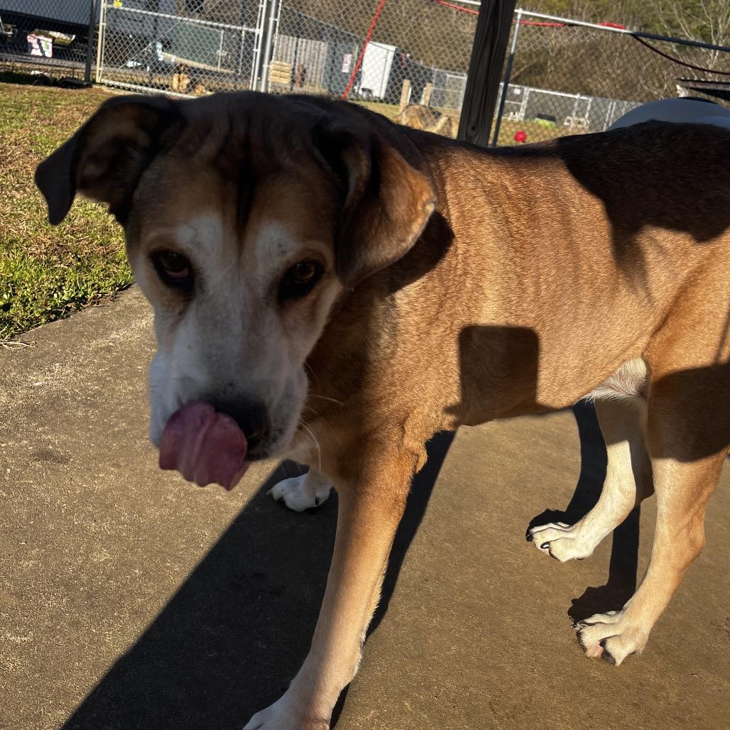 Enlarge Darlin*AVAILABLE IN FOSTER*, a Adoptable Mixed Breed in Columbiana, AL image 6/6