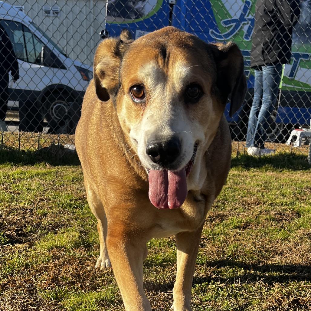 Enlarge Darlin, a Adoptable Mixed Breed in Columbiana, AL image 6/6