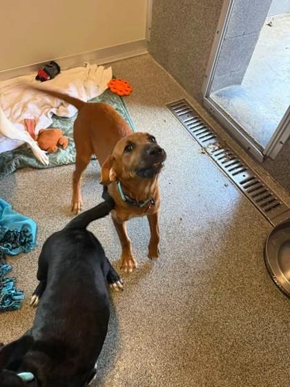 Rue, ADOPTABLE, Young Female Mixed Breed.