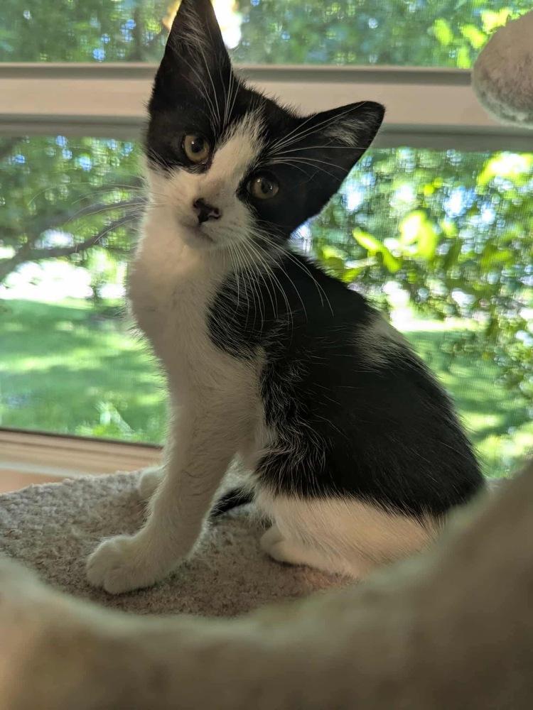 Leonardo da Vinci, Adoptable, Kitten Male Domestic Short Hair & Domestic Short Hair.