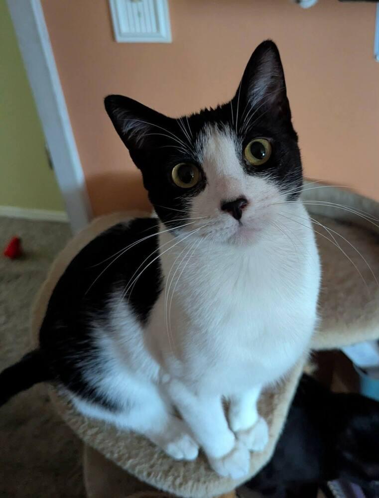 Enlarge Leonardo da Vinci, a Adoptable mixed breed in Poplar Grove, IL image 2/5