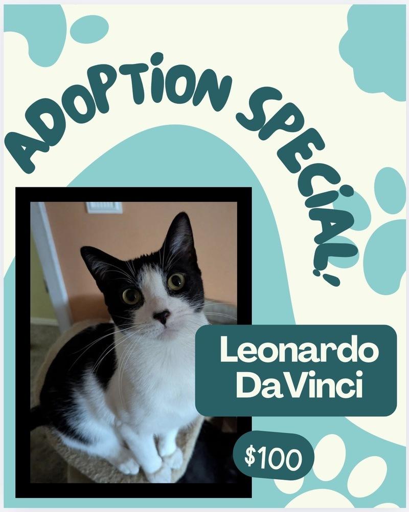 Enlarge Leonardo da Vinci, a Adoptable mixed breed in Poplar Grove, IL image 3/5