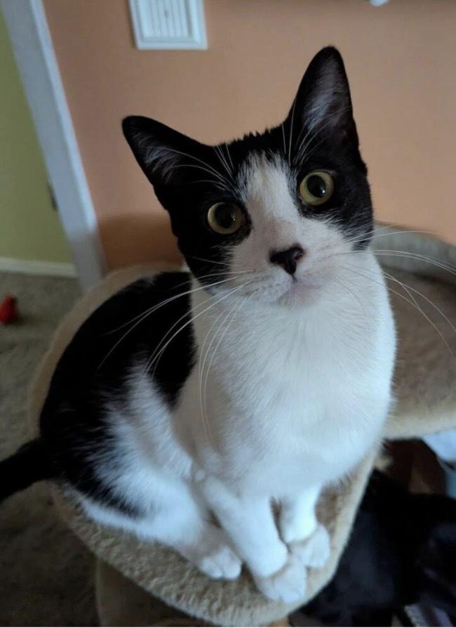 Leonardo da Vinci, Adoptable, Kitten Male Domestic Short Hair & Domestic Short Hair.