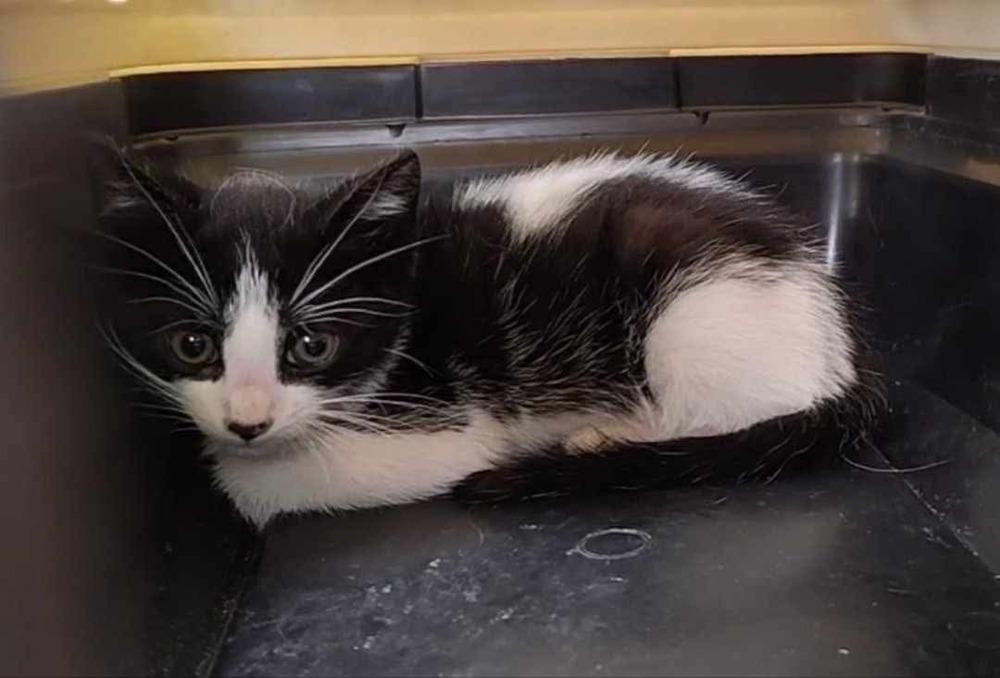 Leonardo da Vinci, Adoptable, Kitten Male Domestic Short Hair & Domestic Short Hair.