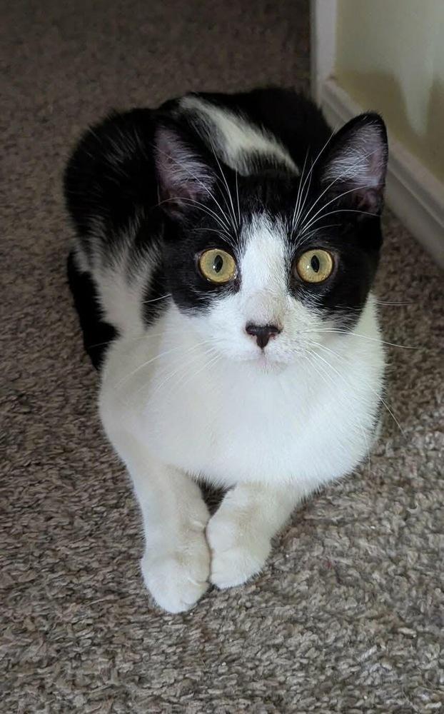 Enlarge Leonardo da Vinci, a Adoptable mixed breed in Poplar Grove, IL image 3/4