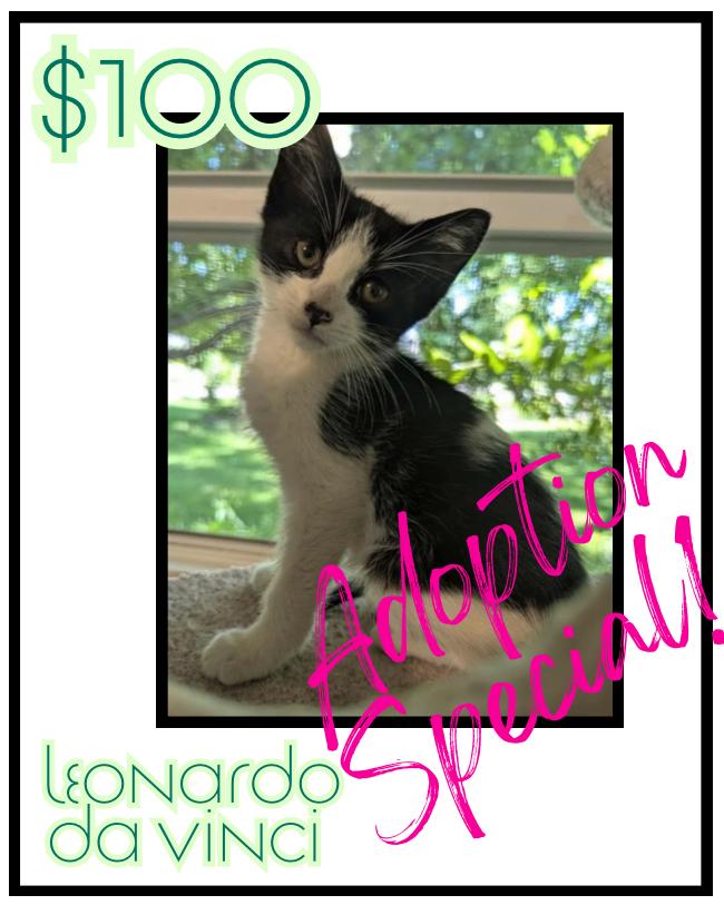 Enlarge Leonardo da Vinci, a Adoptable mixed breed in Poplar Grove, IL image 4/4