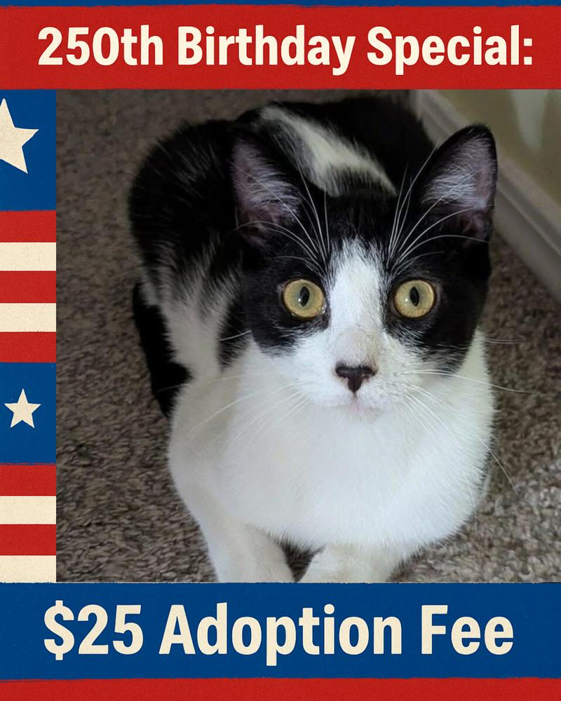 Enlarge Leonardo da Vinci, a Adoptable mixed breed in Poplar Grove, IL image 5/5