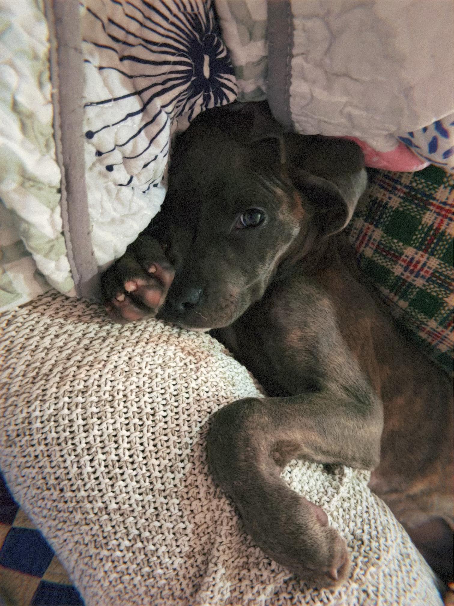 Enlarge Benito, an adopted Pit Bull Terrier in Raytown, MO image 3/4
