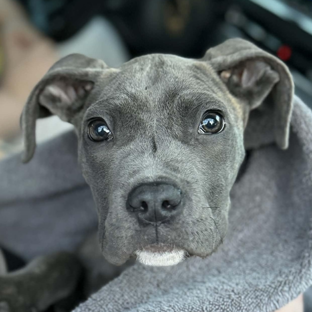 Enlarge Benito, an adopted Pit Bull Terrier in Raytown, MO image 1/4
