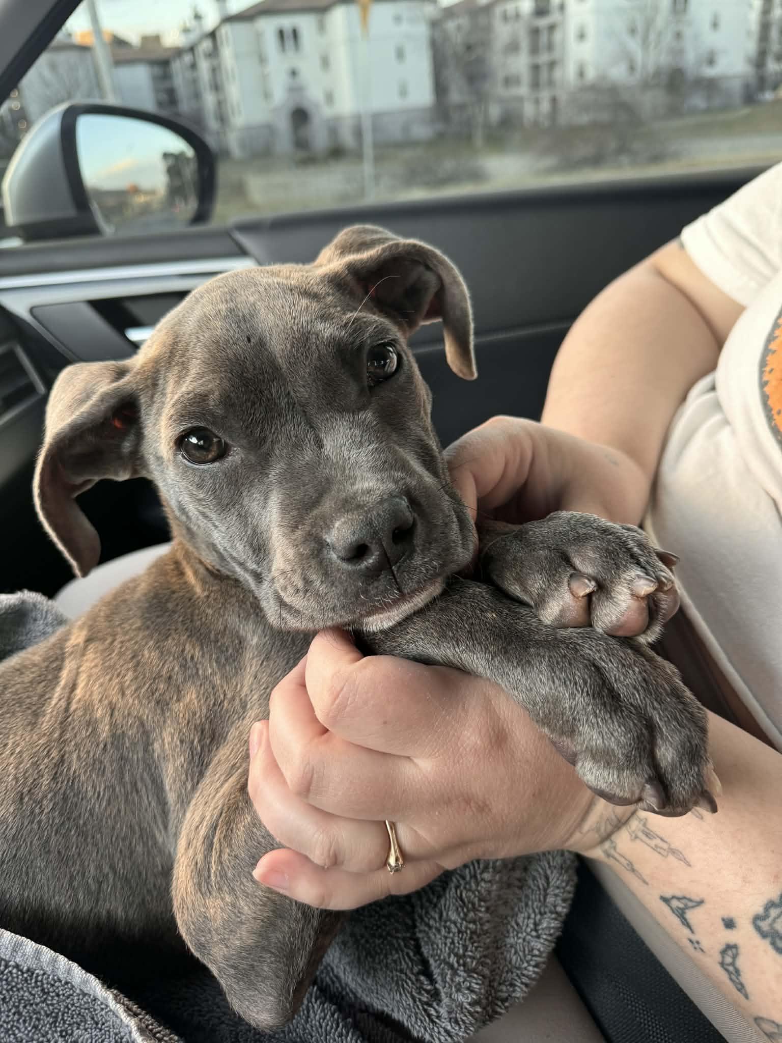Enlarge Benito, an adopted Pit Bull Terrier in Raytown, MO image 4/4
