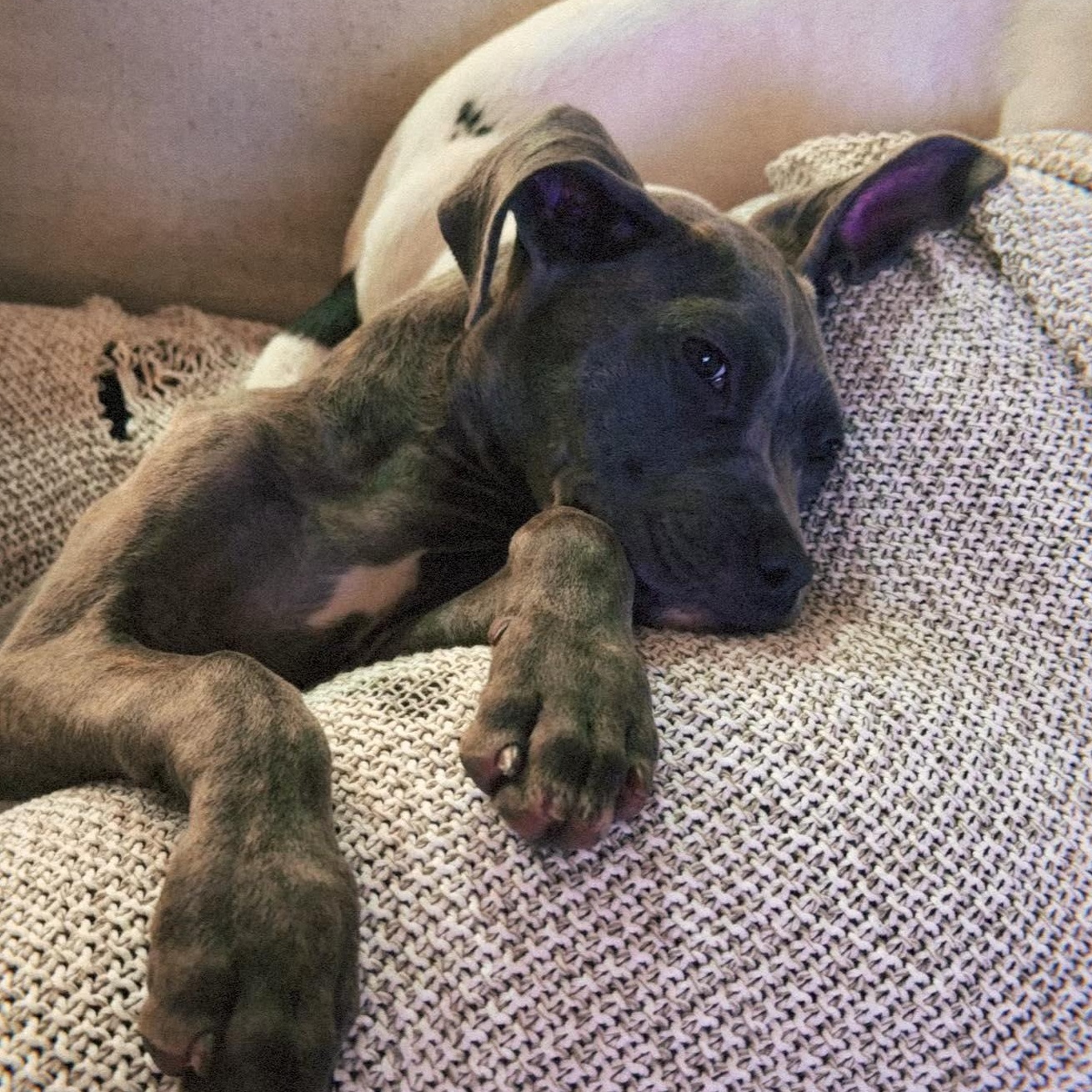 Enlarge Benito, an adopted Pit Bull Terrier in Raytown, MO image 2/4