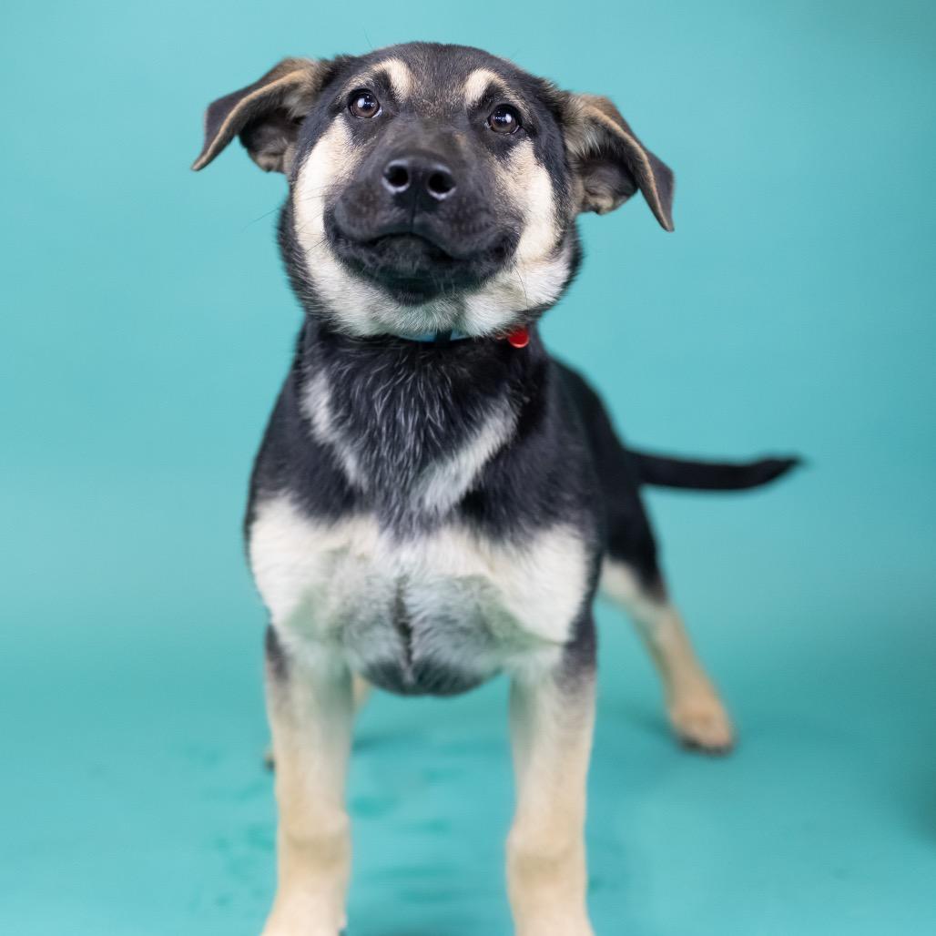 Martini, Adoptable, Puppy Female Mixed Breed.