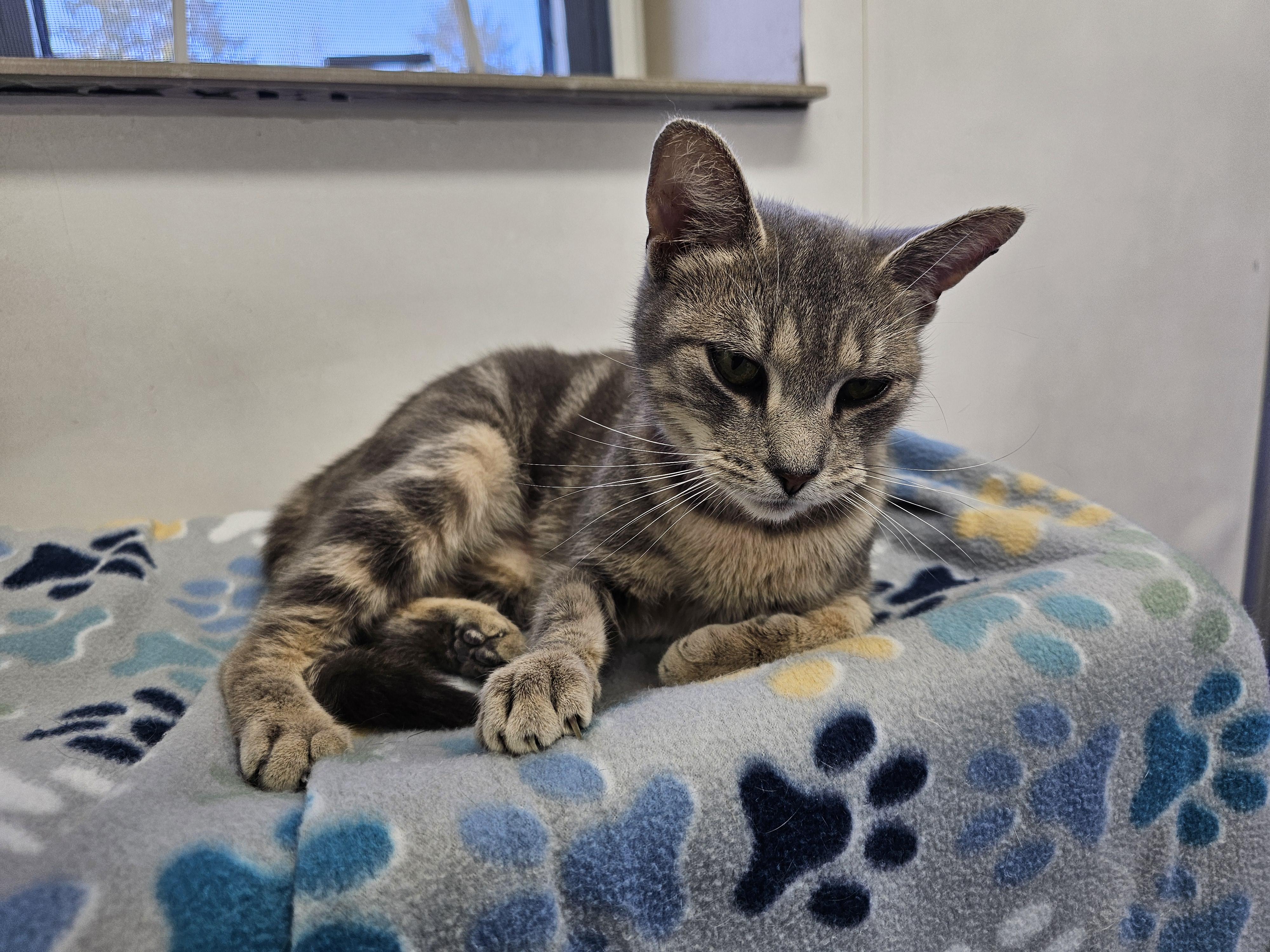 Enlarge Nina, a ADOPTABLE mixed breed in Dunkirk, NY image 2/4