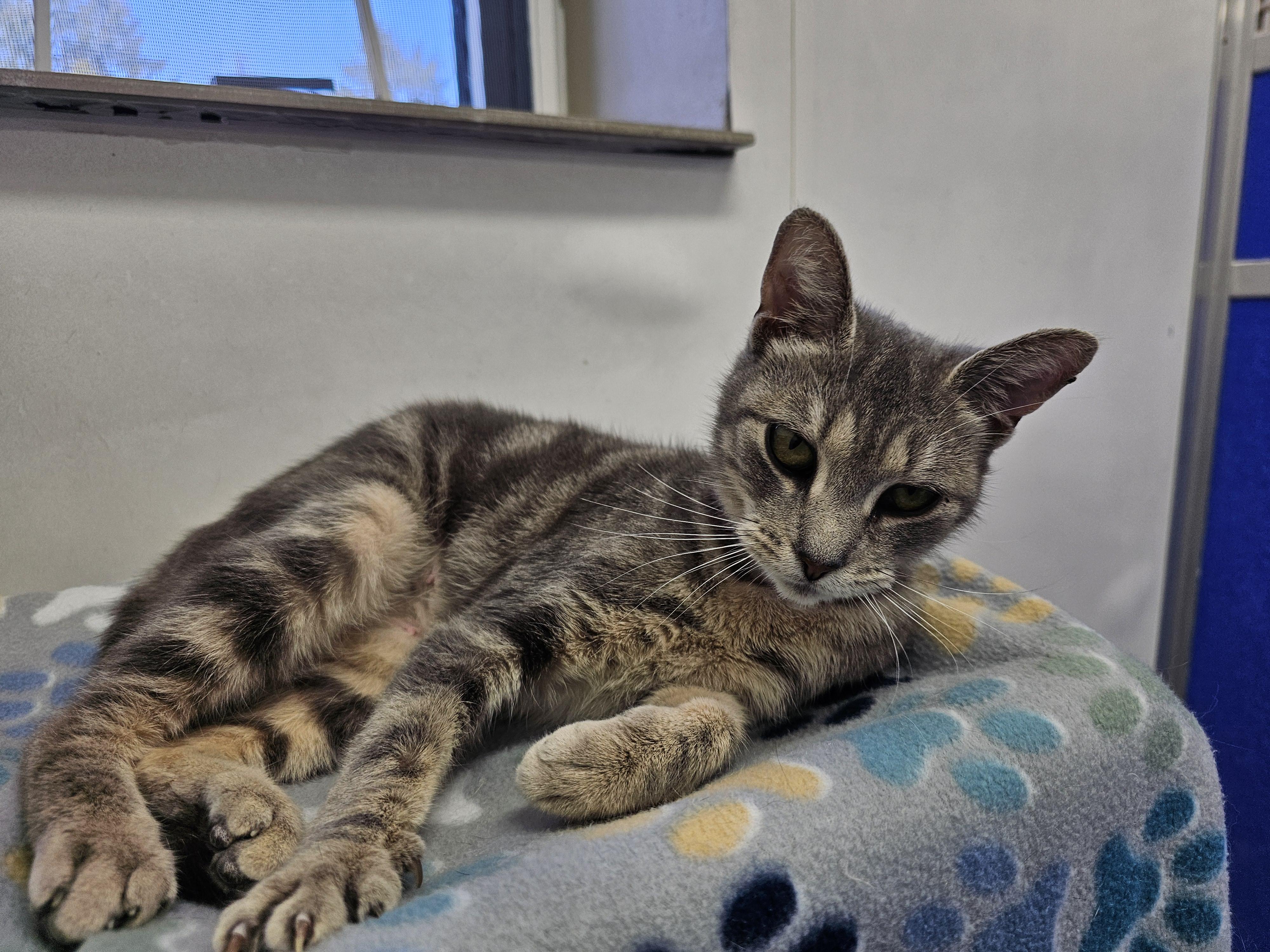 Nina, ADOPTABLE, Young Female Domestic Short Hair.