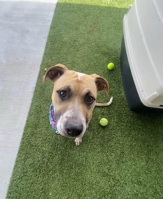 Enlarge Ash , a ADOPTABLE Pit Bull Terrier in Fayetteville, AR image 4/4