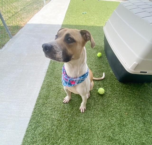 Enlarge Ash , a ADOPTABLE Pit Bull Terrier in Fayetteville, AR image 3/4