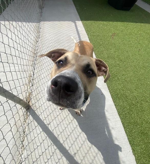 Enlarge Ash , a ADOPTABLE Pit Bull Terrier in Fayetteville, AR image 2/4