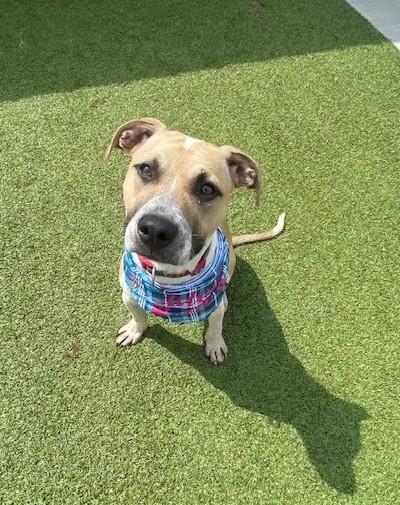 Enlarge Ash , a ADOPTABLE Pit Bull Terrier in Fayetteville, AR image 1/4